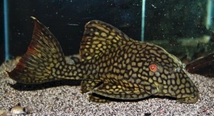 Pleco Watermelon -- full Spoted — 18-20